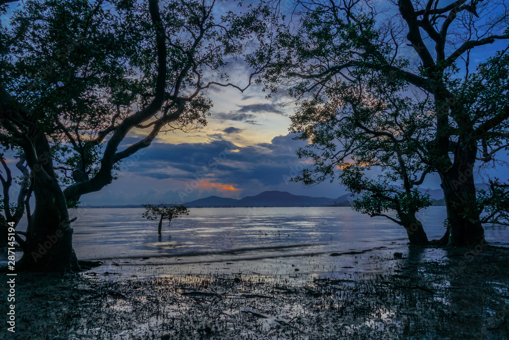 mangrove forest in twilight at Mudong canal in Phuket province Thailand. mangrove forest in twilight at Mudong canal in Phuket province Thailand.
