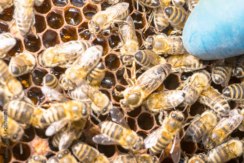 queen bee in a bee hive surrounded by bees photo