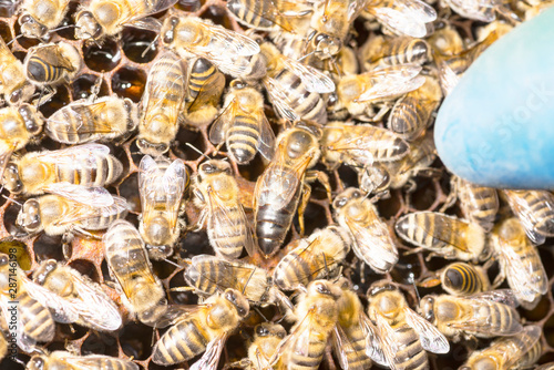 queen bee in a bee hive surrounded by bees photo