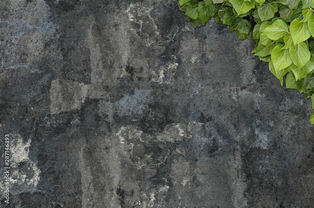 Naklejka premium Old painted concrete wall creeper vines, ivy. Vintage panoramic banner background.