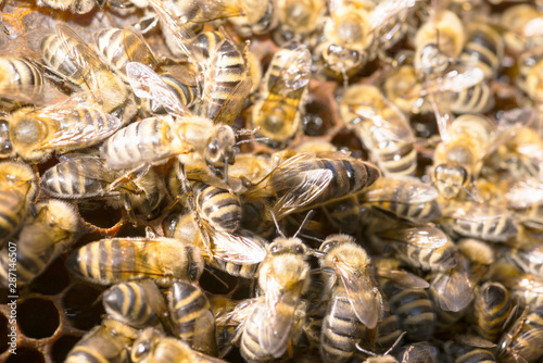 queen bee in a bee hive surrounded by bees photo