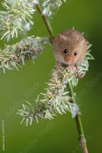 Adorable cute harvest mice micromys minutus on white flower foliage with neutral green nature background