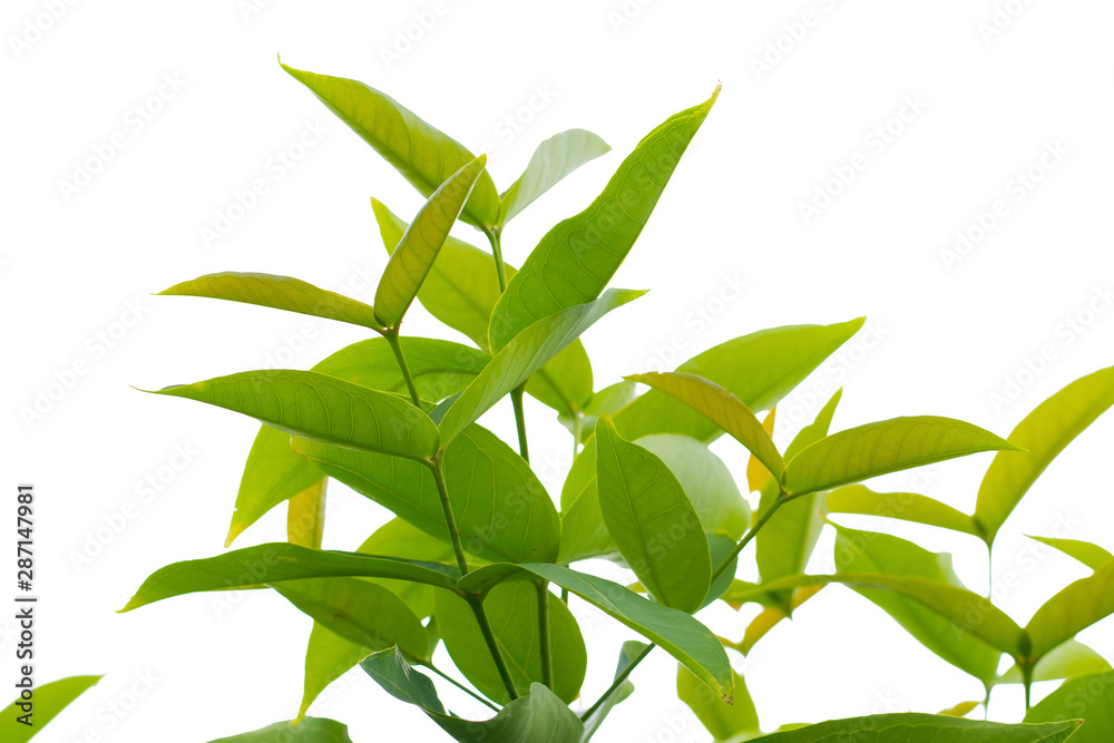 Fototapeta premium Green branches on white background