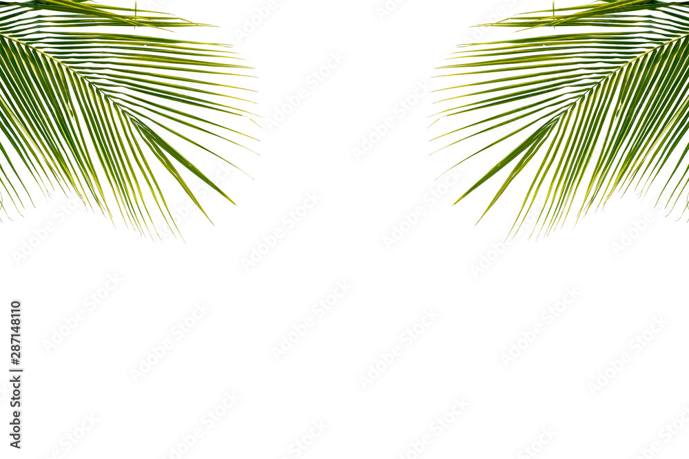 Fototapeta premium Coconut leaf on white background