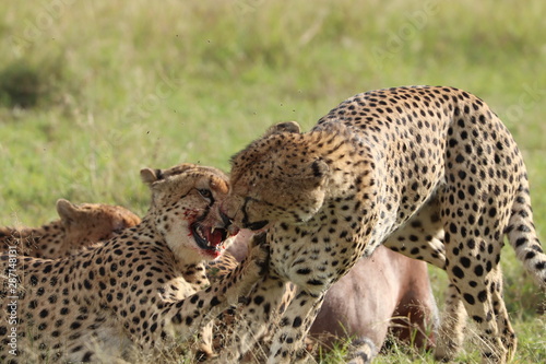 Cheetahs fighting at a kill, Masai Mara National Park, Kenya.