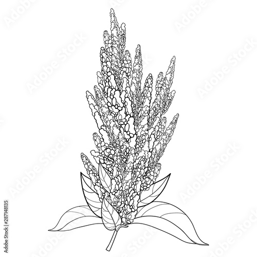 Stem with outline Amaranthus or Amaranth flower bunch and leaves in black isolated on white background.