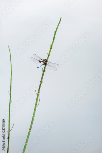Stunning detailed image of male Broad Bodied Chaser dragonfly Libellula Depressa on reed in water during Summer months © veneratio