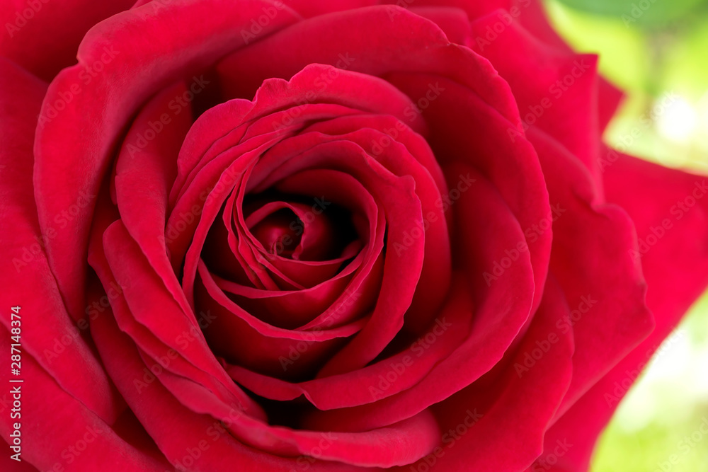 Inflorescence of a beautiful red rose in full disclosure Inflorescence of a beautiful red rose in full disclosure