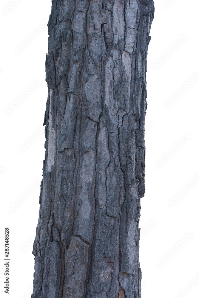 Timber tree on white background with clipping path Timber tree on white background with clipping path