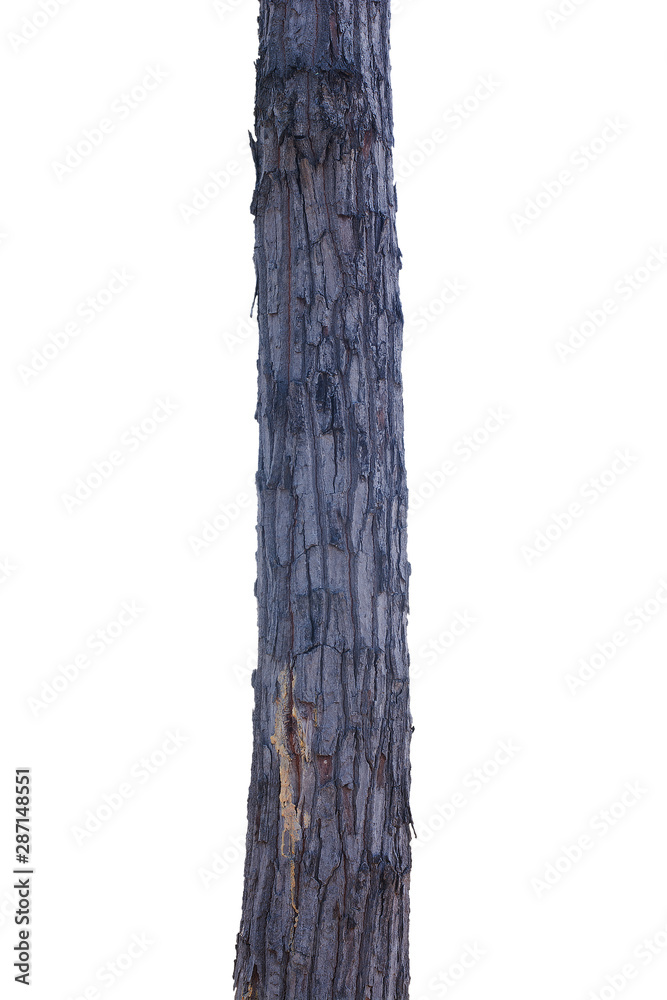 Fototapeta premium Timber tree on white background with clipping path