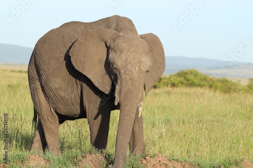 Elephant  Masai Mara National Park  Kenya.