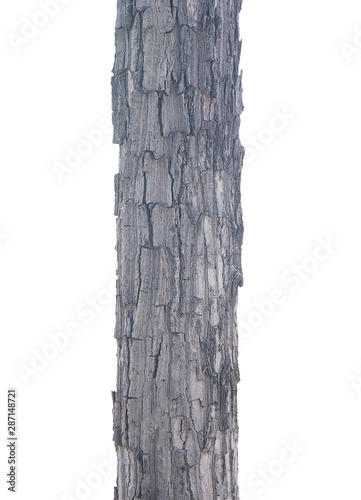 Timber tree on white background with clipping path