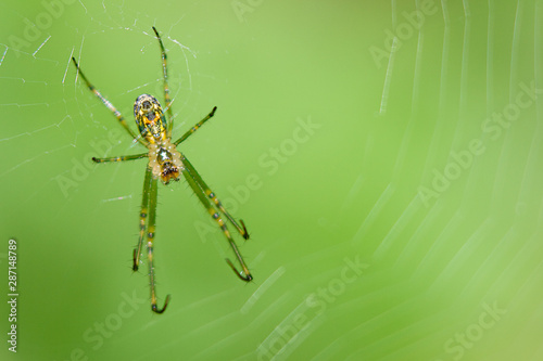 A closeup of a green and yellow spider in its web with an out of focus green background.