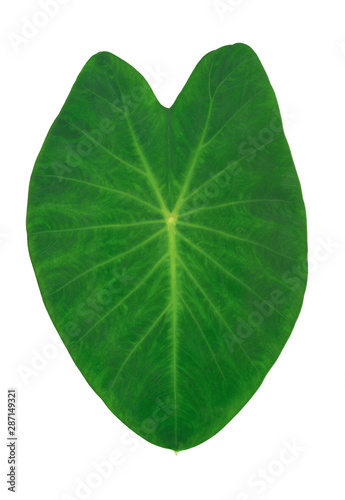 Green caladium leaf on white background   like image of heart with clipping path 