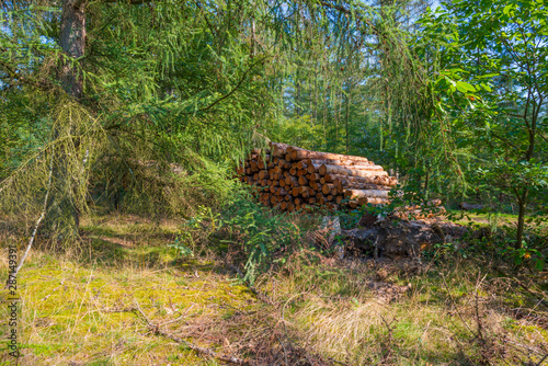 Stack of tree trunks in a sunny forest in summer