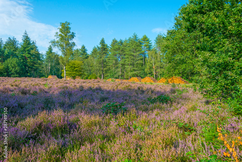 Blooming heather in a field in a forest below a blue cloudy sky in summer