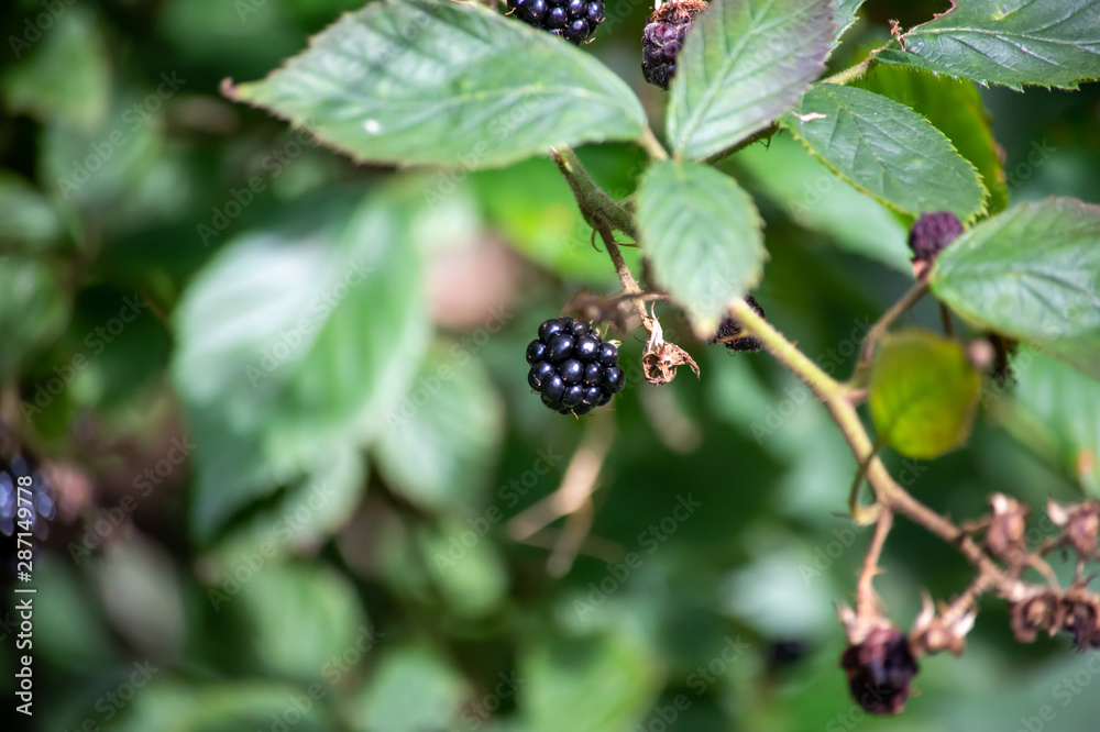 Single Blackberry on a bush in sunlight Single Blackberry on a bush in sunlight
