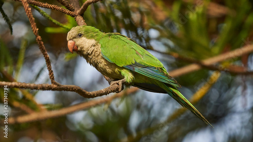 Female Monk Parakeet Perches on a Tree