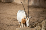 oryx algazelle