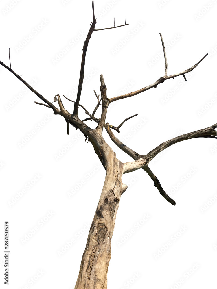 Dead tree on a white background Dead tree on a white background
