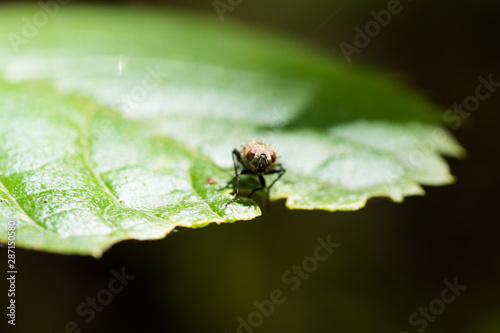 small fly sitting on edge of plant
