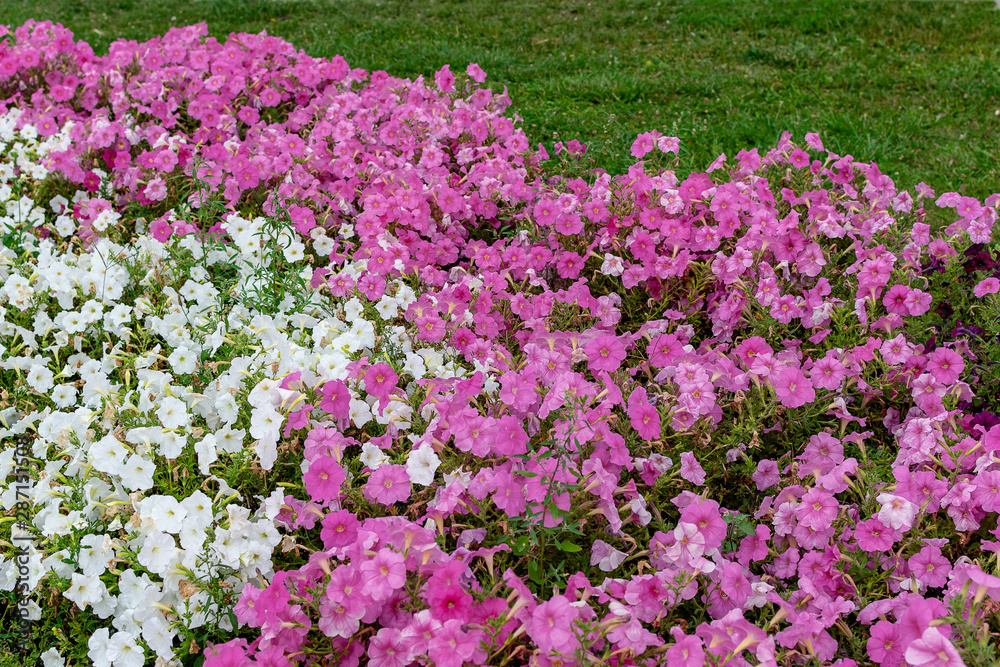 Bright multi-colored flowers on a background of green grass on a summer day Bright multi-colored flowers on a background of green grass on a summer day