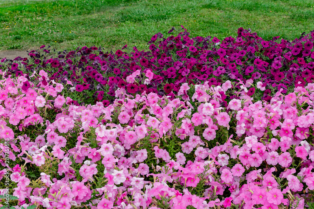 Bright multi-colored flowers on a background of green grass on a summer day Bright multi-colored flowers on a background of green grass on a summer day