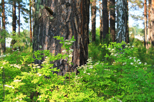 Fototapeta Naklejka Na Ścianę i Meble -  trees and plants in the summer forest