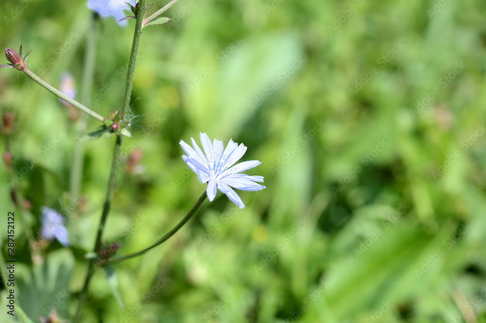 Blue chicory flower on a green meadow in summer day close-up Blue chicory flower on a green meadow in summer day close-up