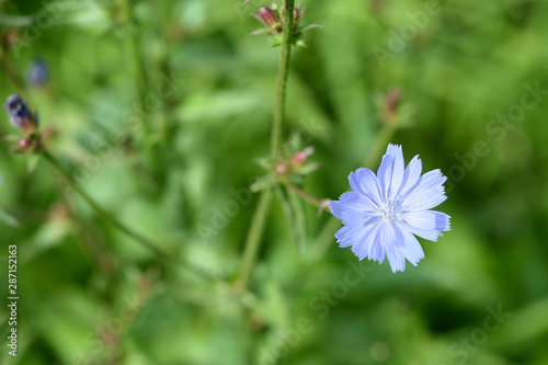 Blue chicory flower on a green meadow in summer day close-up