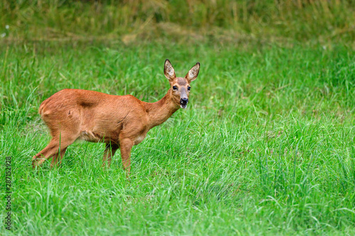 Roe Deer is looking surprised. © hakoar