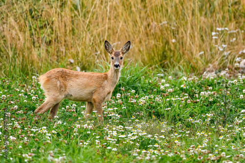 Fototapeta Naklejka Na Ścianę i Meble -  White-tailed deer fawn looking just as surprised as the adults do.