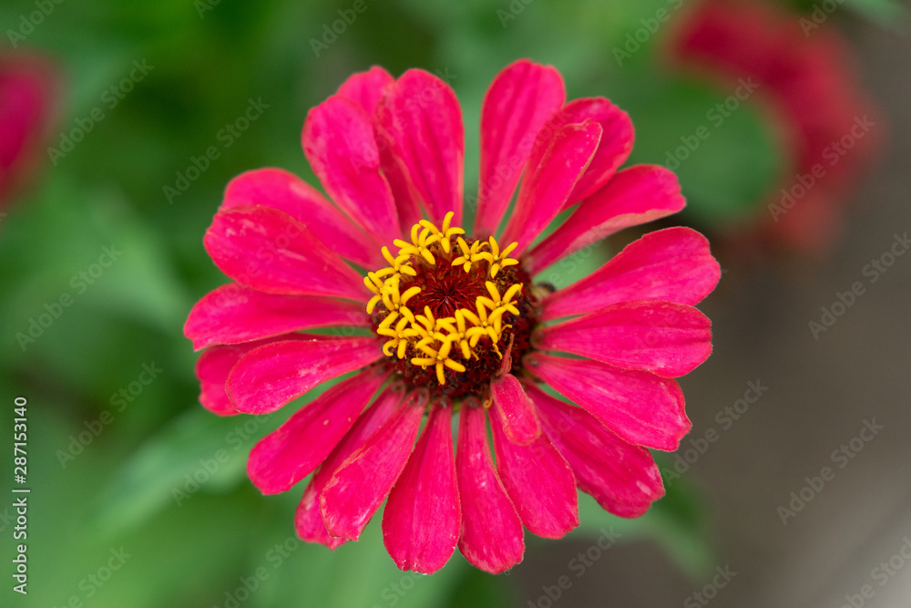 Close up Macro Colorful Flower