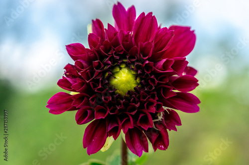 Close up Macro Colorful Flower