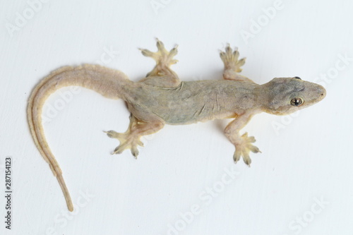 Asian House lizard (hemidactylus) or common gecko isolated on white background photo