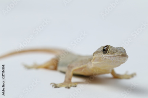 Schilderij op canvas Asian House lizard (hemidactylus) or common gecko isolated on white background