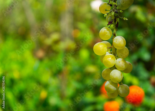 Organic Grapes with Bunches in Garden on Hand