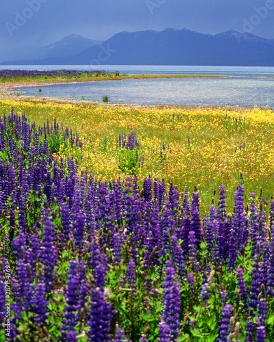 purple wild lupins and yellow flowers by Lake Tahoe, CA, USA, on a stormy day