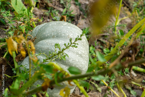 Natural Organic Pumpkins in the Field