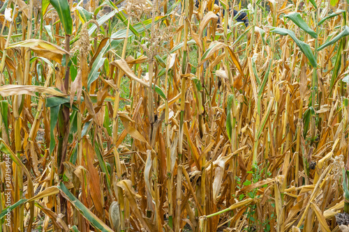 Natural Organic Corn Tassels in Nature