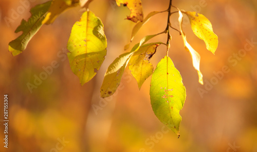 The leaves on the branches of birch