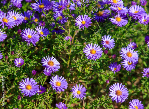 Beautiful purple flowers in the garden as a background