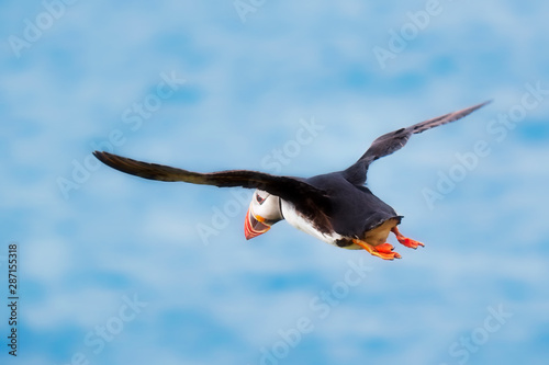 Puffin on the wing