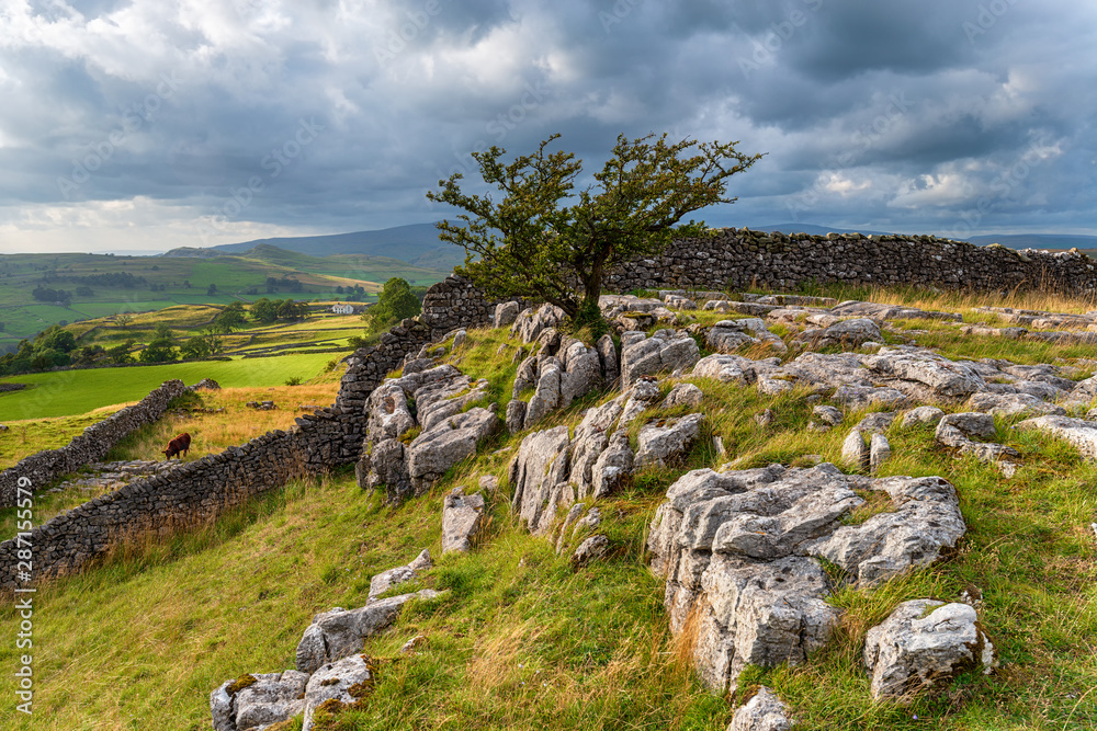 A windswept Hawthorn tree growing out of a limestone pavement at the Winskill Stones
