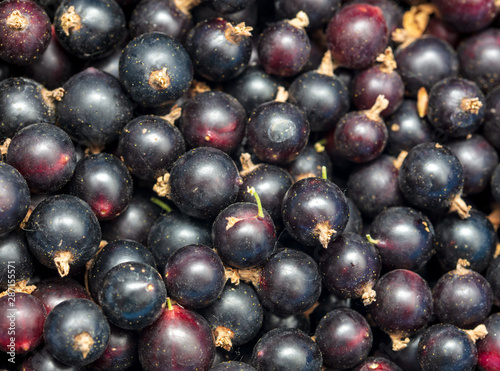 Ripe blackcurrant berries as a background