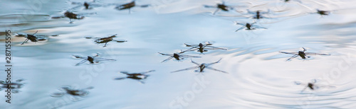 Spiders on the surface of water in nature