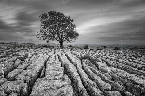 Obraz na płótnie Czarno-białe zdjęcie samotnego drzewa
