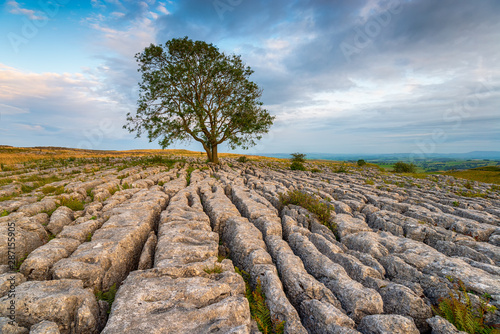 A lone Ash tree growing out of a limestone pavement at Malham photo