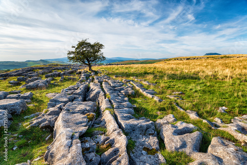A windswept Hawthorn tree growing on a limestone pavement in the Yorkshire Dales photo