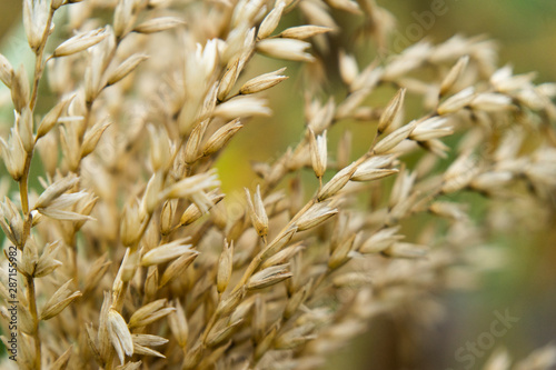 Natural Organic Corn Tassels in Nature